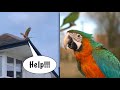 We Found A Macaw Parrot On The Roof & Went Free Flying