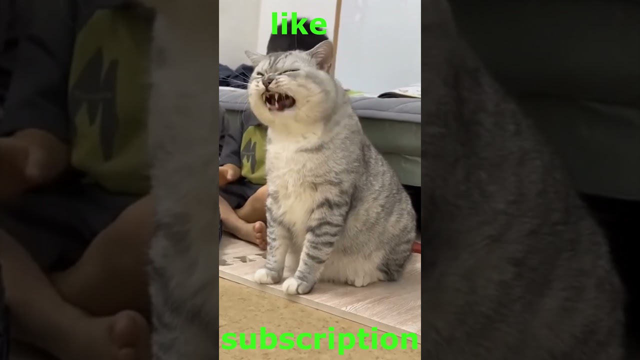 Very funny dogs and cats 