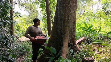 mahogany tree cutting skills, with Husqvarna 390 xp