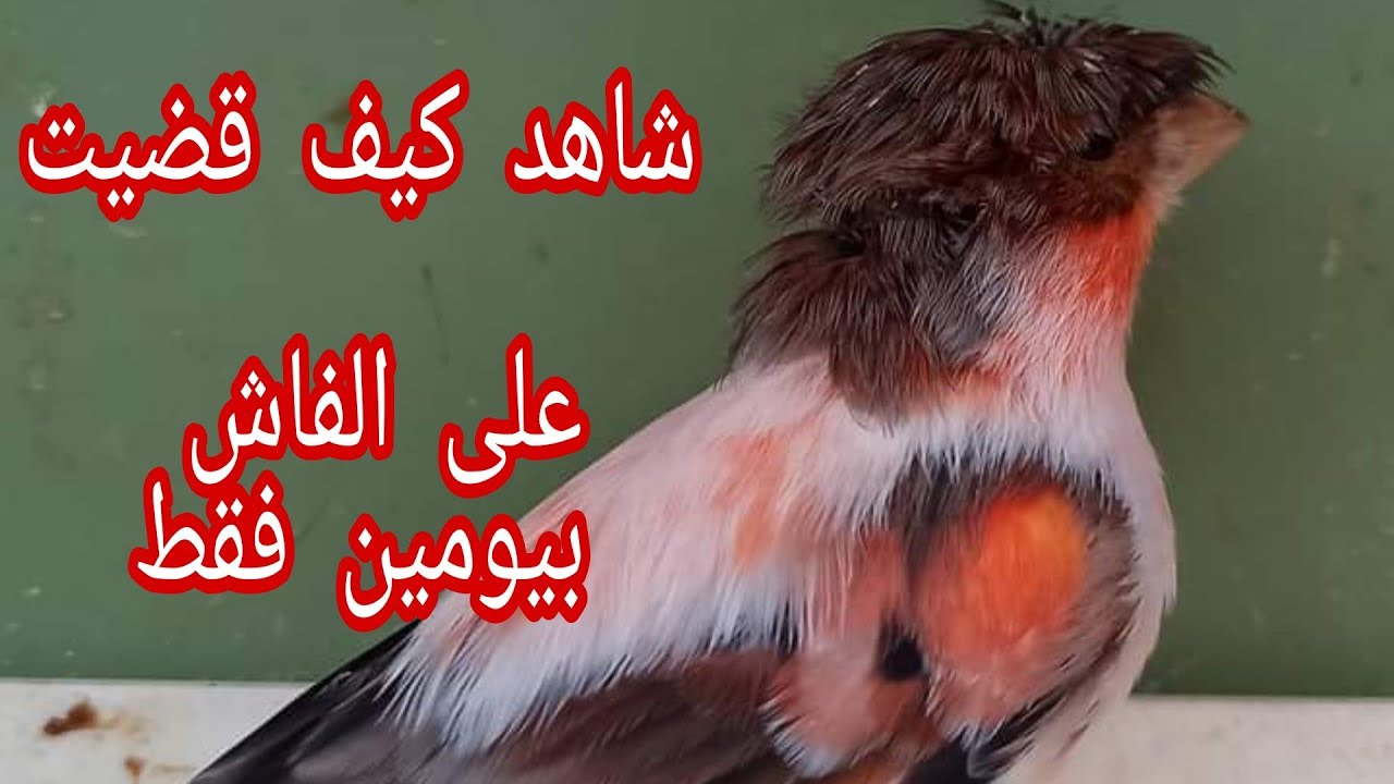 القضاء على الفاش عند طيور الكناري والحسون والبادجي بيومين فقط
