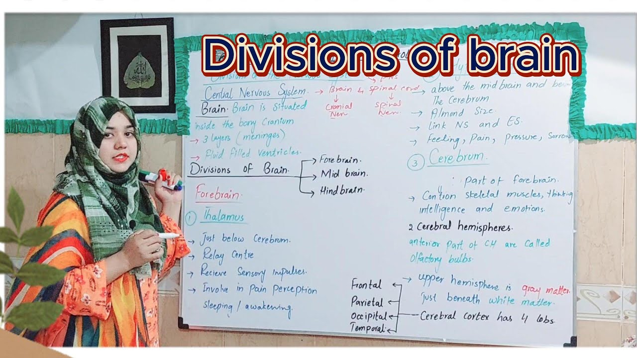 | Divisions of Nervous System # lec 3| Chap : 12 | Class 10 biology ...