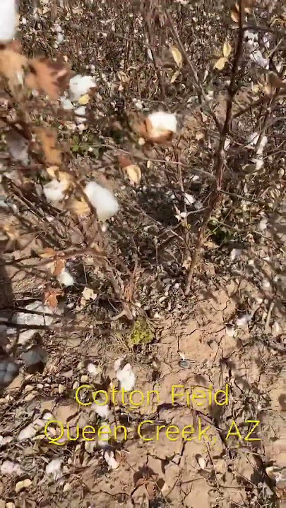 Cotton Field | Arizona | Black History | Raw Cotton