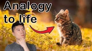What Cats Taught me about Life