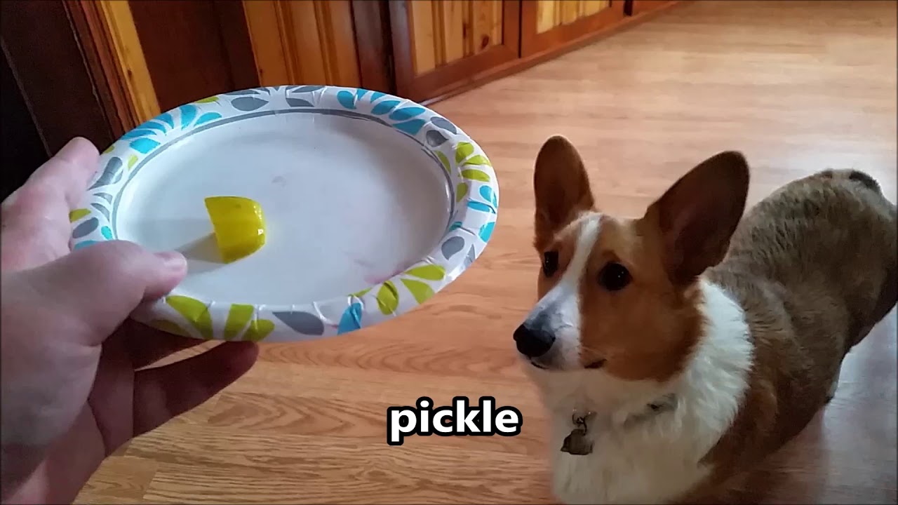 dog taste test foods! part 2 YouTube