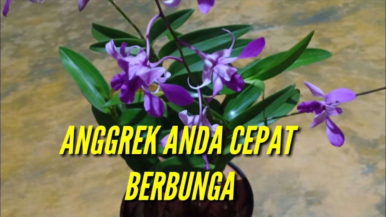  CARA  MERAWAT  ANGGREK AGAR  CEPAT BERBUNGA  YouTube