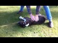 Dog Trainer Saves Dog with CPR Dog Trainer Saves Dog with CPR