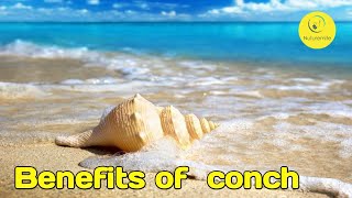 Health Benefits Of Conch || The benefits, nutritional values, Uses, and storage || Eating Conch Conch Nutrition
