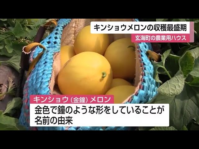 「今年は上等です」 旬のキンショウメロン出荷最盛期 順調に育ち糖度も15度超佐賀県玄海町 (23&frasl;06&frasl;13 12:00)