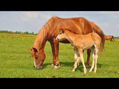 Вік коней: розуміння лошат, однолітків, жеребців і кобил