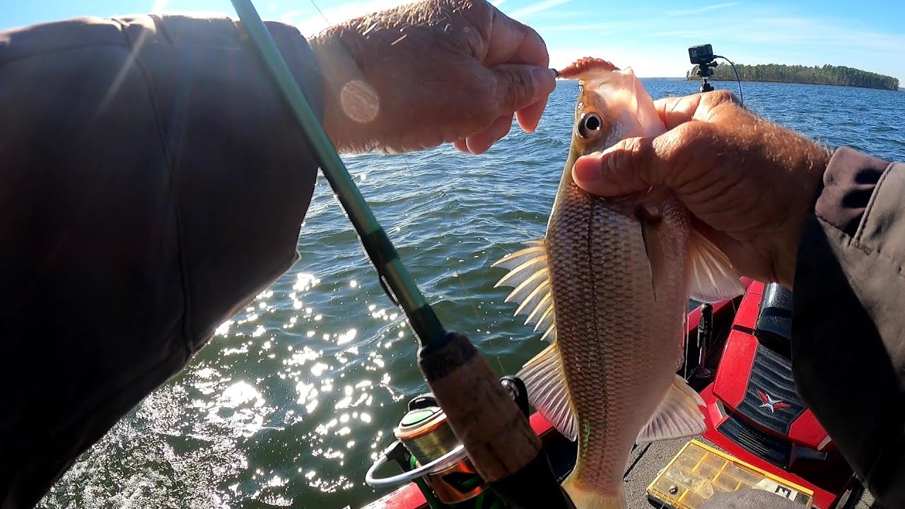 Class On Wintertime White Perch, Lake Murray