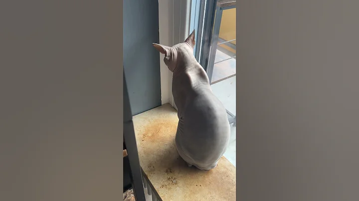 Watch the video about Odin was sad this morning😿... Diana came to console him😻 #cutecat #sphynxkitten #lovecats #reels