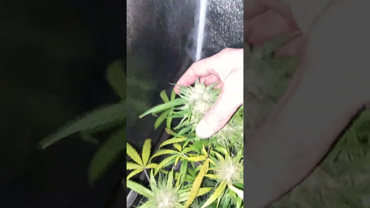 glue gelato automatique