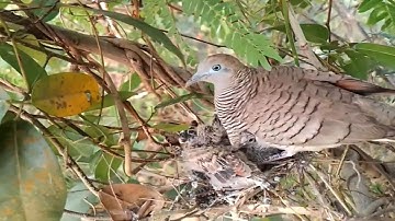 Zebra dove birds Feed the baby in the nest"Ep1 [ Review Bird Nest ]