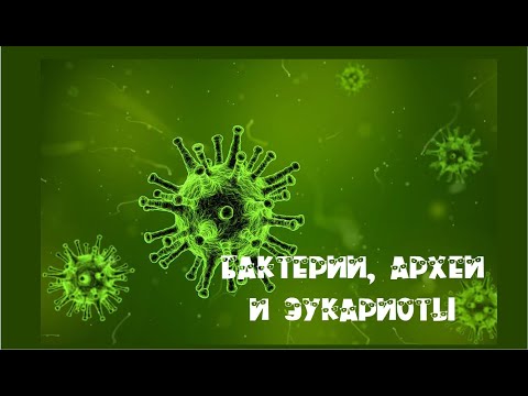 Биология. Основные группы организмов. Вирусы, бактерии, археи и эукариоты.