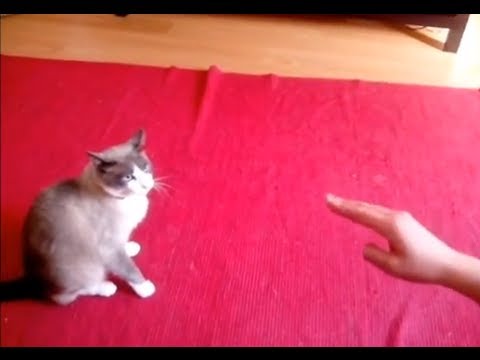 Video: Kan katter hypnotisera fåglar?