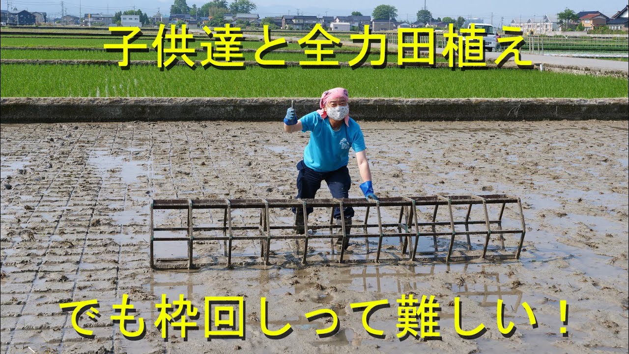 藤蔭幼稚園の田植え・枠回しと田植えに奮戦・2020 - YouTube