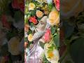 Con gran alegría se vivió la tradicional romería en honor a San Caralampio. #ComitándelasFlores