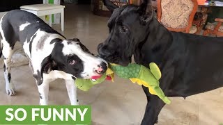 Great Danes play tug-of-war with alligator stuffed animal