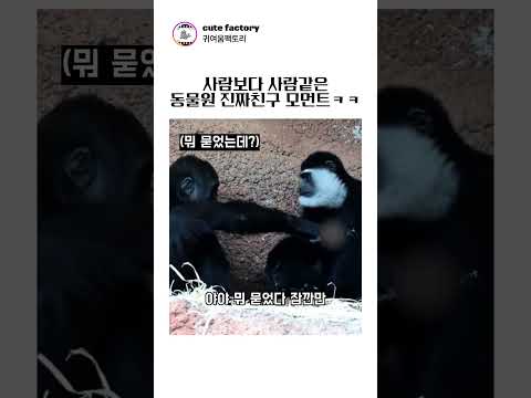 사람보다 사람같은 동물원 베프ㅋㅋㅋㅋㅋ #귀여운 #재밌는 thumbnail
