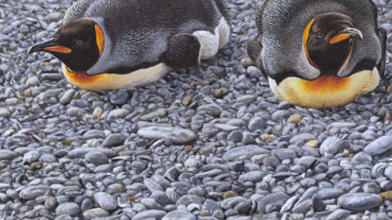 Collection of Penguin and Seabird Paintings by British Bird Artist Alan M Hunt