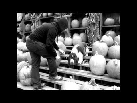 dudley goes to the pumpkin farm