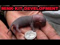 Mink Kit Development: Days 1-39