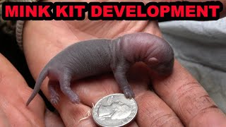 Mink Kit Development: Days 1-39