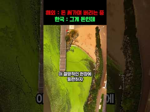 "연간 5조 원 쓰레기를 '돈'으로 바꿨다?"전 세계가 돈 들여 버리던 녹조를 한국인들이 퍼담기 시작한 충격적인 이유