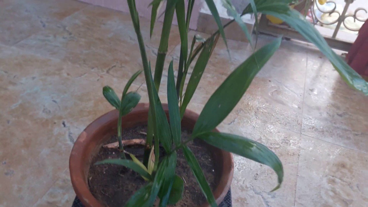 Bamboo Palm Care Fun Gardening 19 May, 2017 YouTube