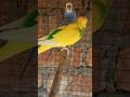 classic budgies #budgiesparrots #budgielove #budgies #shortvideo #shots #shorts #lovebirds #birds