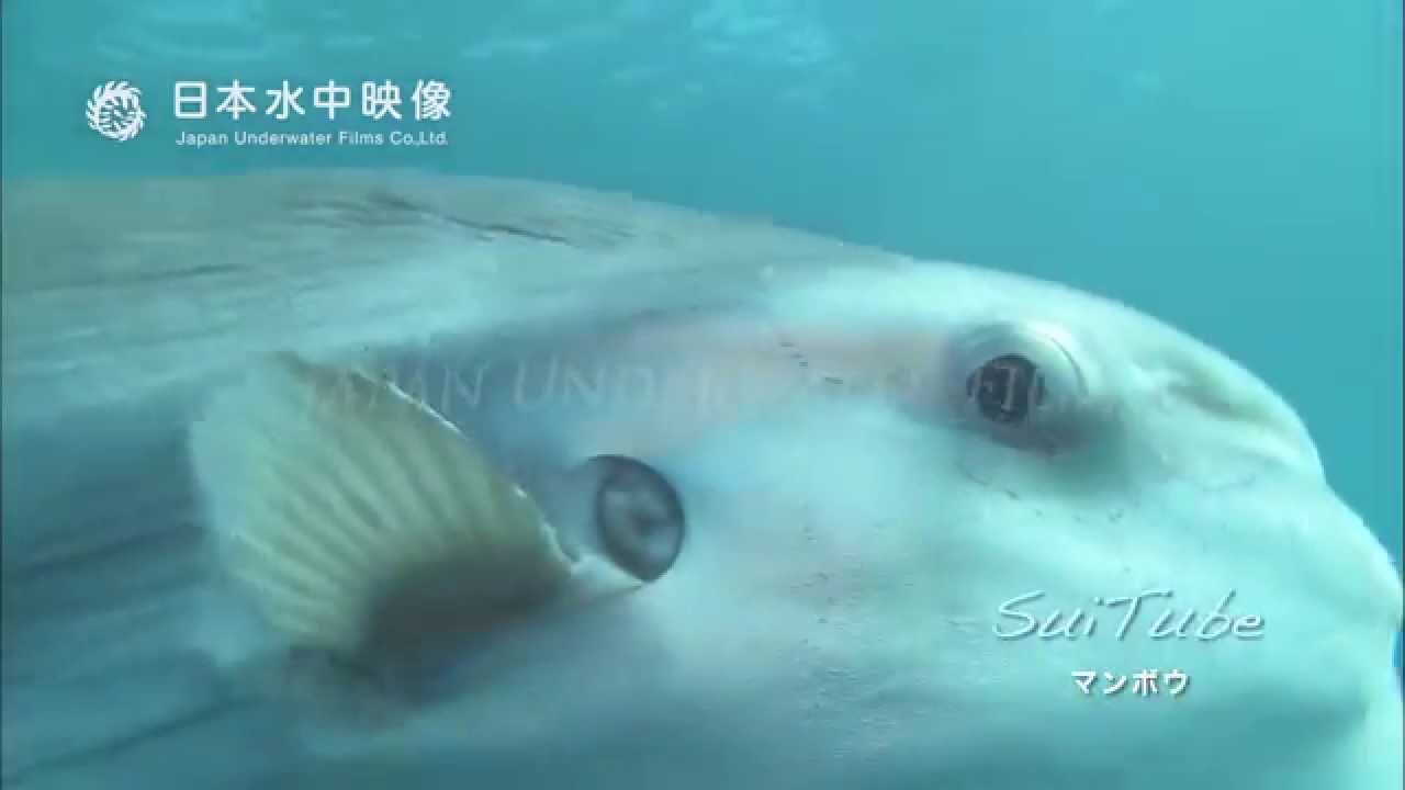 マンボウ 気持ちよく泳ぐ癒し系hd動画 Sunfish Swims Confortably Youtube