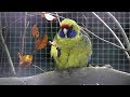 Urbach 2016-Vogelschau. Birds Video. Observación de aves. Observer les. oiseaux.