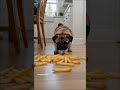 Uh oh! Pug vacuum at work #pug #pet #eating #frenchfries #dinner #funny #petlover #funnyshorts