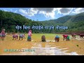 गोरु बिना रोपाइँ / गाउँले चकित / Transplantation In Nepal / Bhuwan Singh Thapa / Village Life