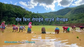 गोरु बिना रोपाइँ / गाउँले चकित / Transplantation In Nepal / Bhuwan Singh Thapa / Village Life