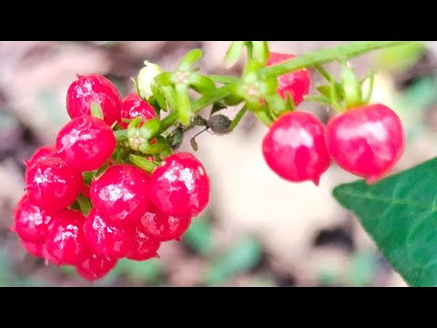 Video: Inkberry Bitki Məlumatı - Inkberry Holly Kollarına necə qulluq etməli