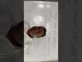 Live highlight