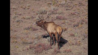 Bull Elk Epic Battle