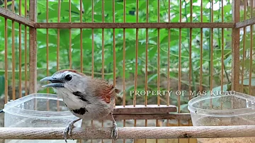 Suara Pikat Burung Tepus Pipi Perak Gacor | Buat Masteran / Pancing Bunyi