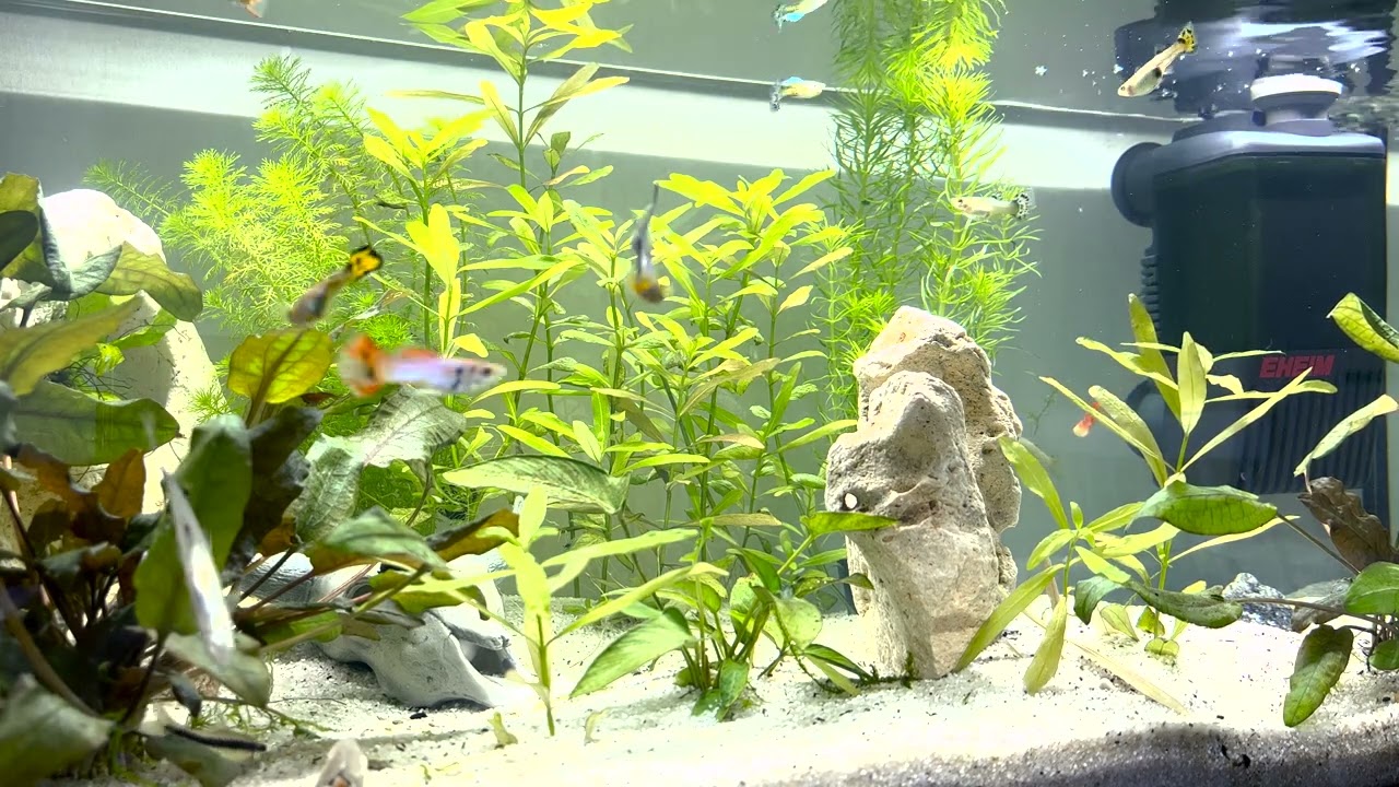 4k Underwater Paradise Stunning Aquarium Footage with Guppies and Lush Plant Life