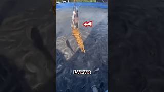Lele Gak Kalah Ganas Dari Piranha