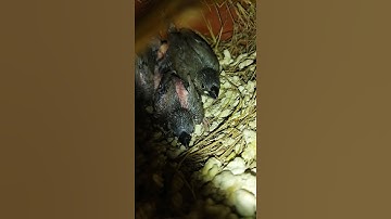 java bird chick # short