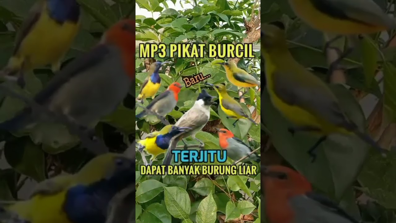 MP3 🕊️ pikat burcil terjitu#shorts #pikatburung #sogon #suarapikat #suaraburung #birds #mikatburung