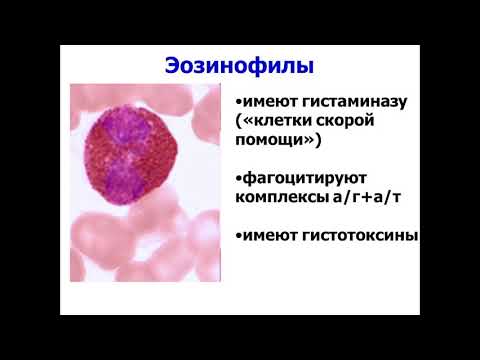 Лекция 3. Леч/Педфак. Лейкоцитозы.