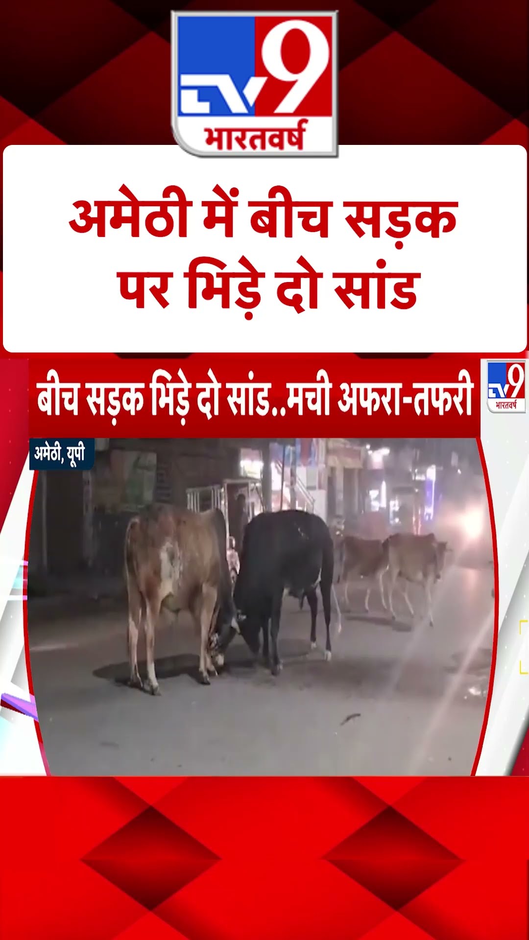 बीच सड़क भिड़ गए दो सांड,मची अफरा-तफरी |#shorts