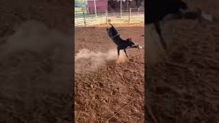 Cala De Becerros De Reparo