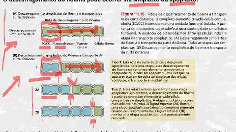Como ocorre o processo de carregamento e descarregamento do floema?