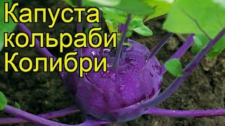 Капуста кольраби Колибри. Краткий обзор, описание характеристик, где купить саженцы Kolibri Капуста кольраби Колибри. Краткий обзор, описание характеристик, где купить саженцы Kolibri