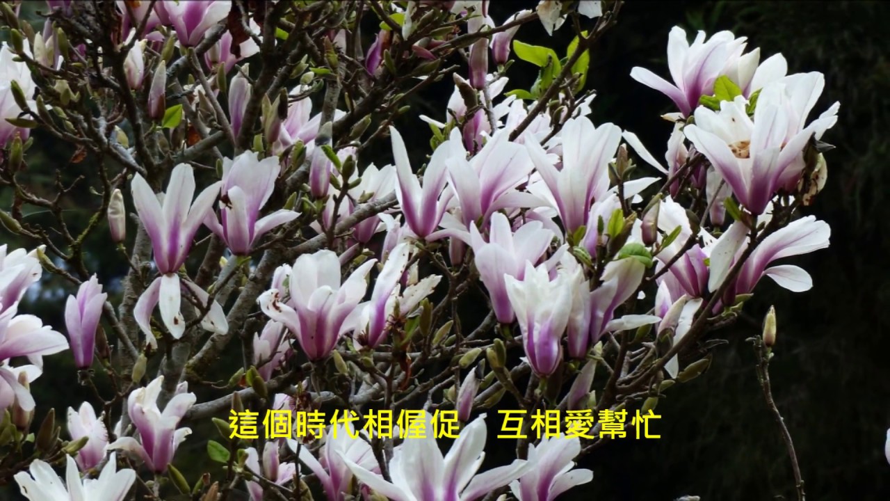 玉蘭花 江蕙 阿里山f2 Alishan Flowers Taiwan Youtube
