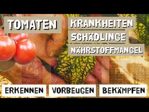 Video: Tomatenpflanzen mit Fusarium-Welke – Behandlung von Fusarium-Welke bei Tomaten